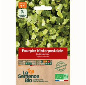 POURPIER WINTERPOSTLEIN Claytone de Cuba - Graines Bio - 0,35 g - goobio-and-zen