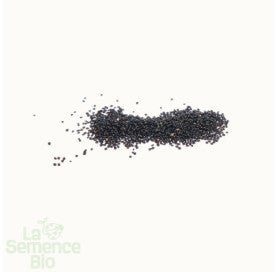 POURPIER WINTERPOSTLEIN Claytone de Cuba - Graines Bio - 0,35 g - goobio-and-zen