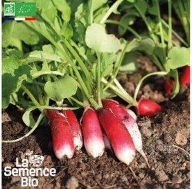 RADIS Flamboyant 2 - Graines Bio - 2 g - goobio-and-zen