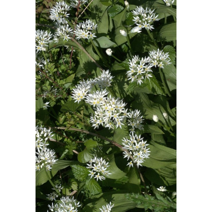 Ail des ours - Extrait de Plante Fraîche 50 ml (Allium ursinum) - goobio-and-zen