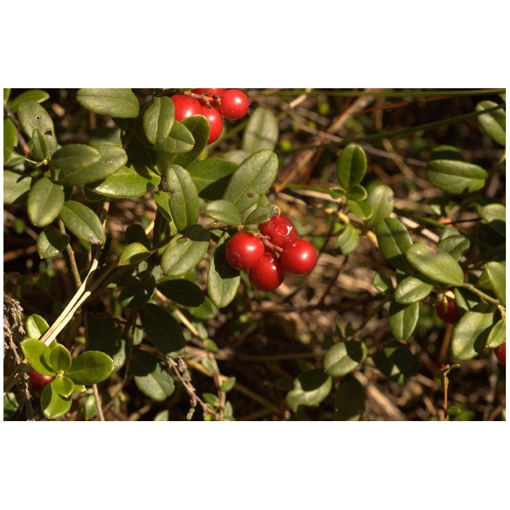 Airelle rouge 50 ml Vaccinium vitis idaea) - goobio-and-zen