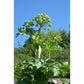 Angélique - Extrait de Plante fraîche Bio (Angelica archangelica) - 50 ml - goobio-and-zen