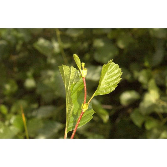Aulne glutineux 50 ml (Alnus glutinosa) - goobio-and-zen