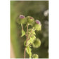 Bardane - Extrait de Plante fraîche Bio (Arctium lappa) -50 ml - goobio-and-zen