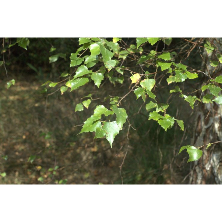 Bouleau verruqueux - Extrait de Plante fraîche Bio (Betula pendula / verrucosa) - 50 ml - goobio-and-zen