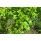 Cassissier feuille - Extrait de Plante fraîche Bio (Ribes nigrum) - 50 ml - goobio-and-zen