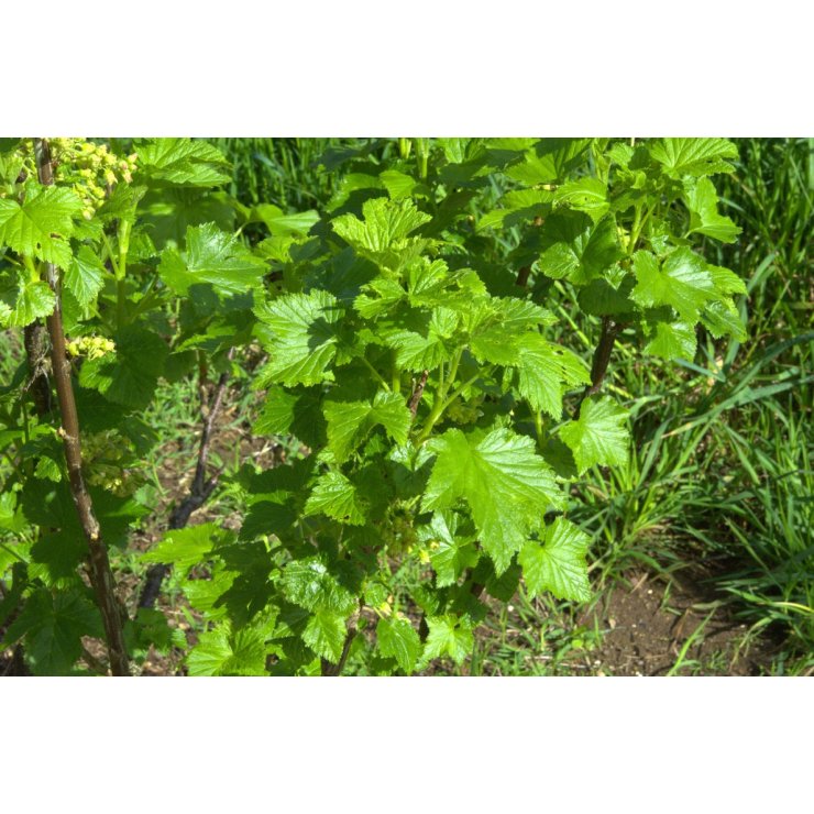 Cassissier feuille - Extrait de Plante fraîche Bio (Ribes nigrum) - 50 ml - goobio-and-zen