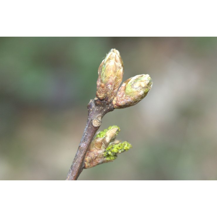 Chêne 50 ml (Quercus robur) - goobio-and-zen