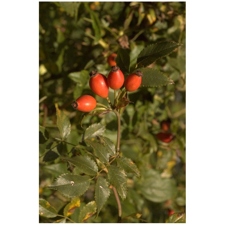 Cynorrhodon (fruit de l'Eglantier) - Extrait de Plante fraîche Bio (Rosa canina) - 50 ml - goobio-and-zen