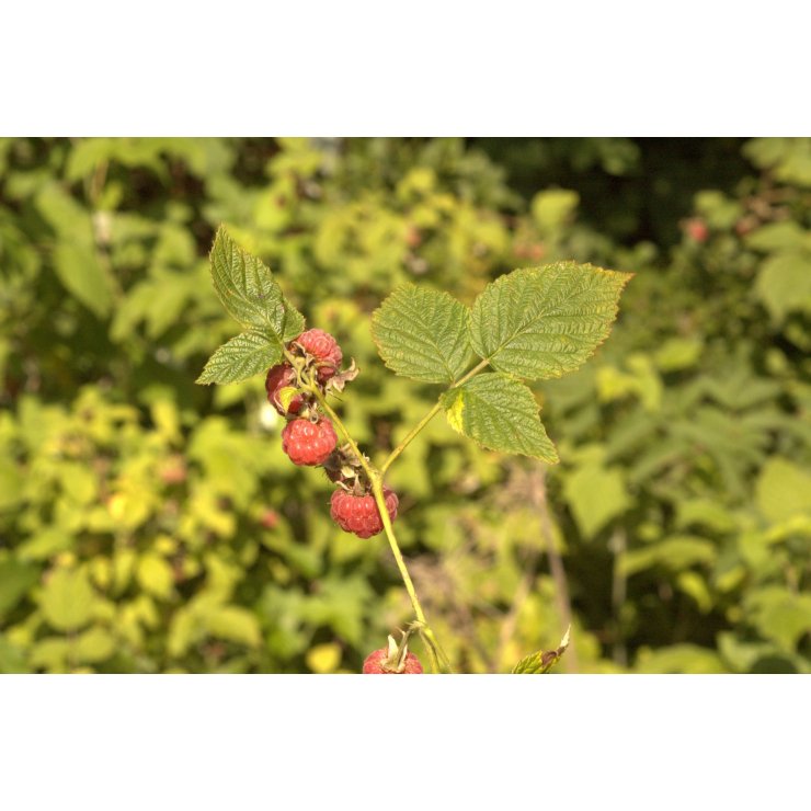 Framboisier - Extrait de Plante fraîche Bio (Rubus idaeus) - 50 ml