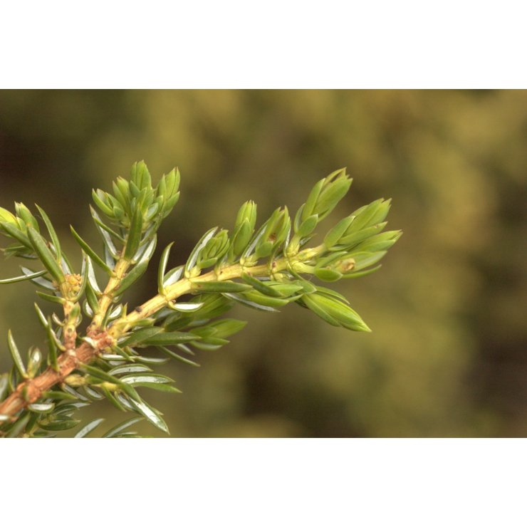 Genévrier 50 ml (Juniperus communis)