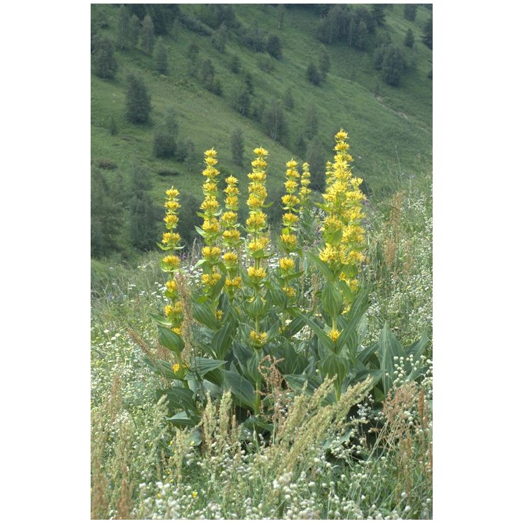 Gentiane jaune - Extrait de Plante fraîche Bio (Gentiana lutea) - 50 ml