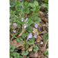 Lierre terrestre - Extrait de Plante fraîche Bio (Glechoma hederacea) - 50 ml - goobio-and-zen