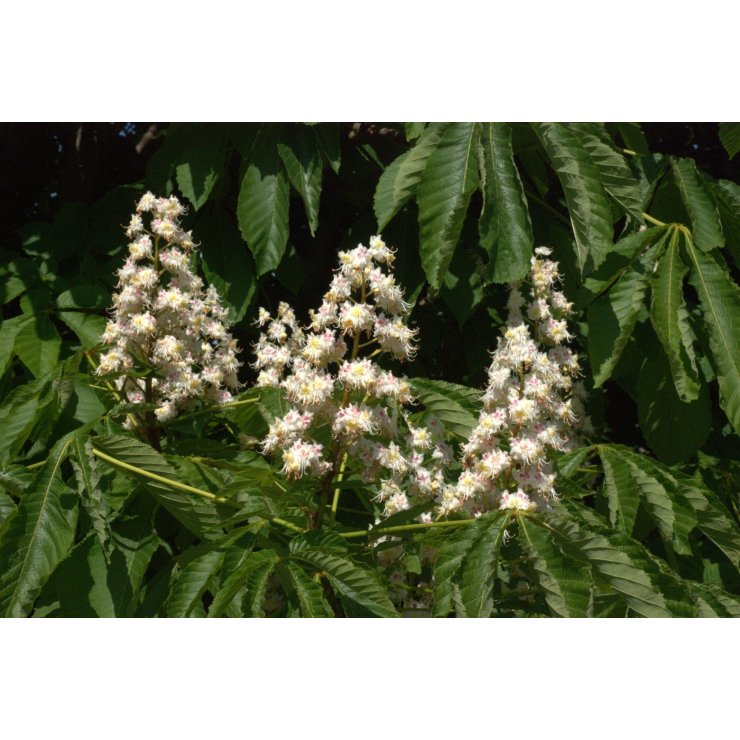 Marronnier d'Inde 50 ml - Extrait de Plante Fraîche (Aesculus hippocastanum) - goobio-and-zen