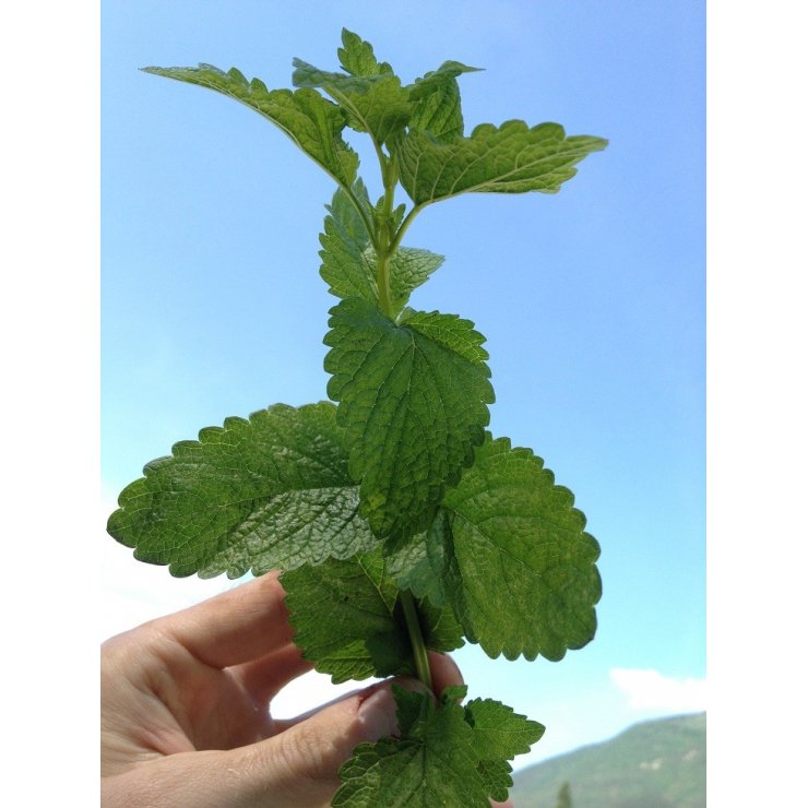 Mélisse - Extrait de Plante fraîche Bio (Melissa officinalis) - 50 ml - goobio-and-zen