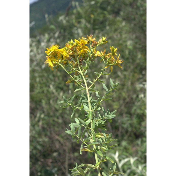 Millepertuis - Extrait de Plante fraîche Bio (Hypericum perforatum) - 50 ml - goobio-and-zen