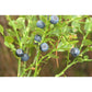 Myrtillier fruit - Extrait de Plante fraîche Bio (Vaccinium myrtillus) - 50 ml - goobio-and-zen