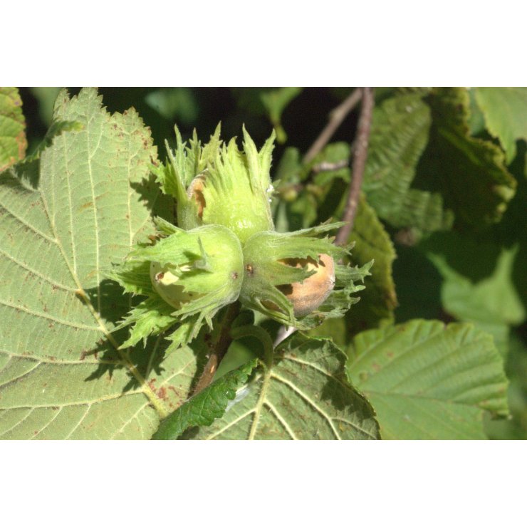 Noisetier - Extrait de Plante fraîche Bio (Corylus avellana) - 50 ml - goobio-and-zen