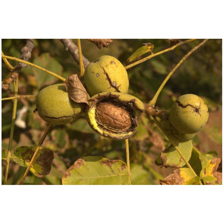 Noyer - Extrait de Plante fraîche Bio (Juglans regia) - 50 ml - goobio-and-zen