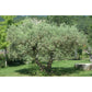 Olivier - Extrait de Plante fraîche Bio (Olea europaea) - 50 ml - goobio-and-zen