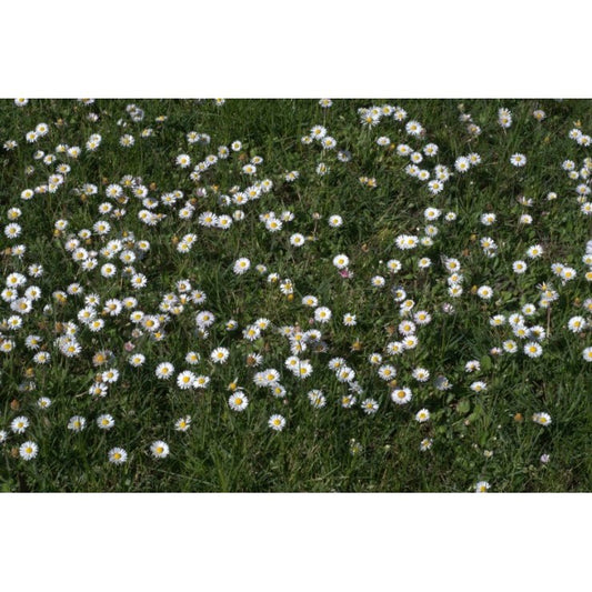 Pâquerette - Extrait de Plante fraîche Bio (Bellis perennis) - 50 ml - goobio-and-zen