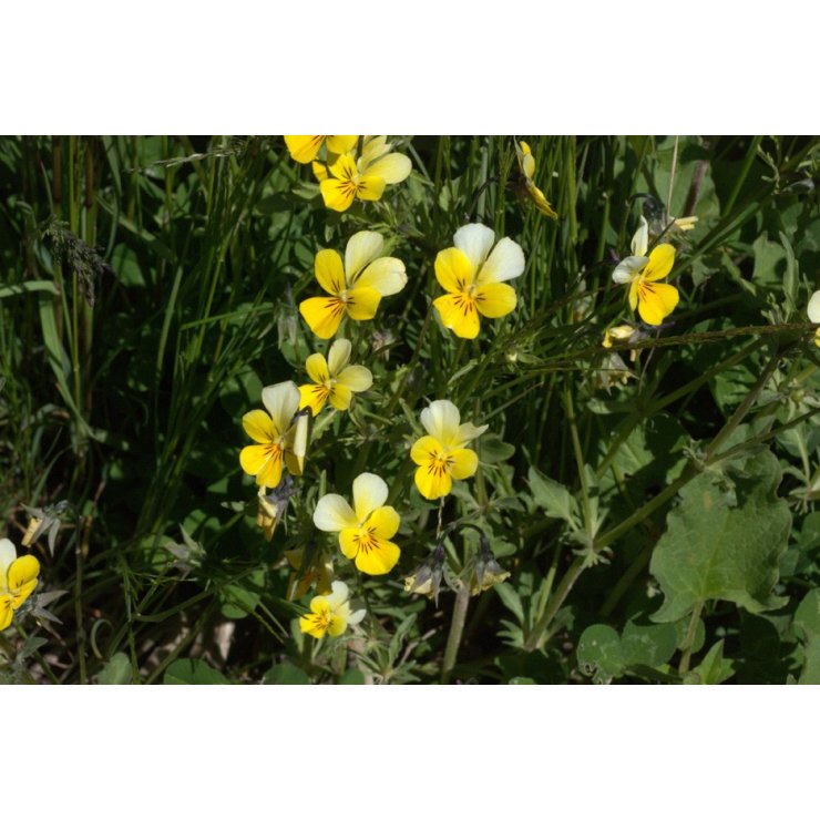 Pensée sauvage - Extrait de Plante fraîche Bio (Viola tricolor) - 50 ml - goobio-and-zen