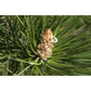 Pin à crochets / Pin des montagnes 50 ml (Pinus mugo / montana) - goobio-and-zen