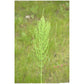 Prêle des champs - Extrait de Plante fraîche Bio (Equisetum arvense) - 50 ml - goobio-and-zen