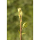 Ronce 50 ml (Rubus fruticosus) - goobio-and-zen
