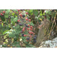 Ronce - Extrait de Plante fraîche Bio (Rubus fruticosus) - 50 ml - goobio-and-zen