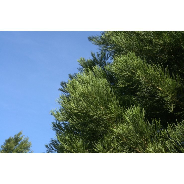 Séquoia 50 ml (Sequoiadendron giganteum) - goobio-and-zen