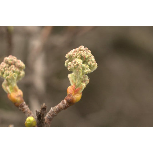 Sorbier 50 ml (Sorbus domestica) - goobio-and-zen