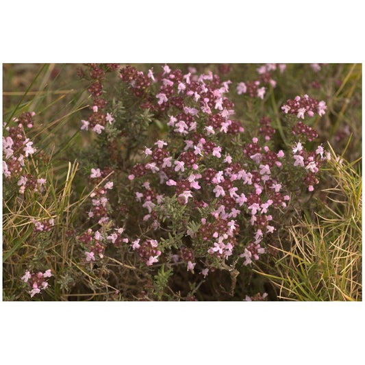 Thym - Extrait de Plante fraîche Bio (Thymus vulgaris) - 50 ml - goobio-and-zen