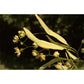 Tilleul bractée - Extrait de Plante fraîche Bio (Tilia platyphyllos) - 50 ml - goobio-and-zen