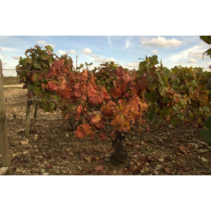 Vigne rouge - Extrait de Plante fraîche Bio (Vitis vinifera) - 50 ml - goobio-and-zen